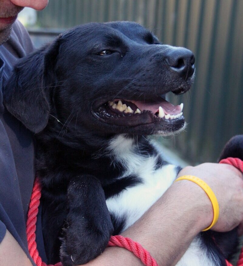 Paca +++in Ungarn vermittelt+++ Paca +++in Ungarn vermittelt+++