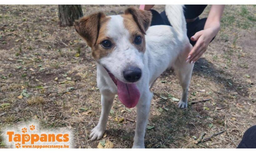 Ficko 5- wurde vom Besitzer wieder abgeholt –