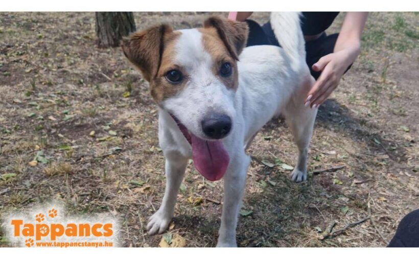 Ficko 5- wurde vom Besitzer wieder abgeholt –