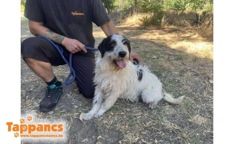 Füles 8 ♥ vermittelt an Nothilfe für Hunde in Österreich ♥