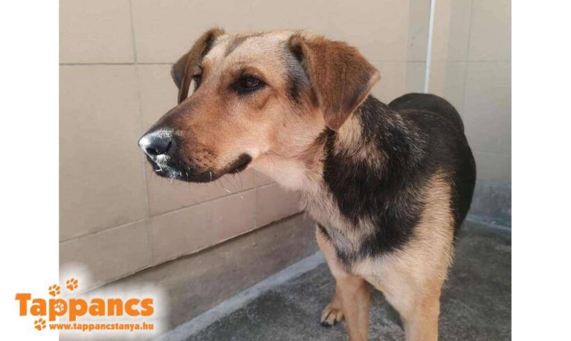 Malna 5 ♥ vermittelt in Ungarn ♥