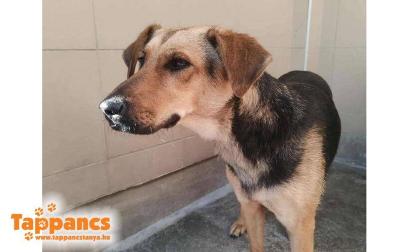 Malna 5 ♥ vermittelt in Ungarn ♥