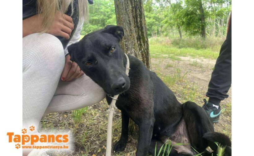 Pici 12 ♥ vermittelt ♥