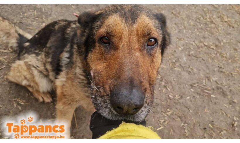 Zsazsa 2 +++vermittelt an das TH Dillenburg RT 18.10.25!!! Sucht Ausreise- und Transportpaten!!!