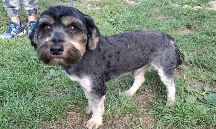 Domi 2 +++vermittelt an Nothilfe für Hunde in Österreich ♥