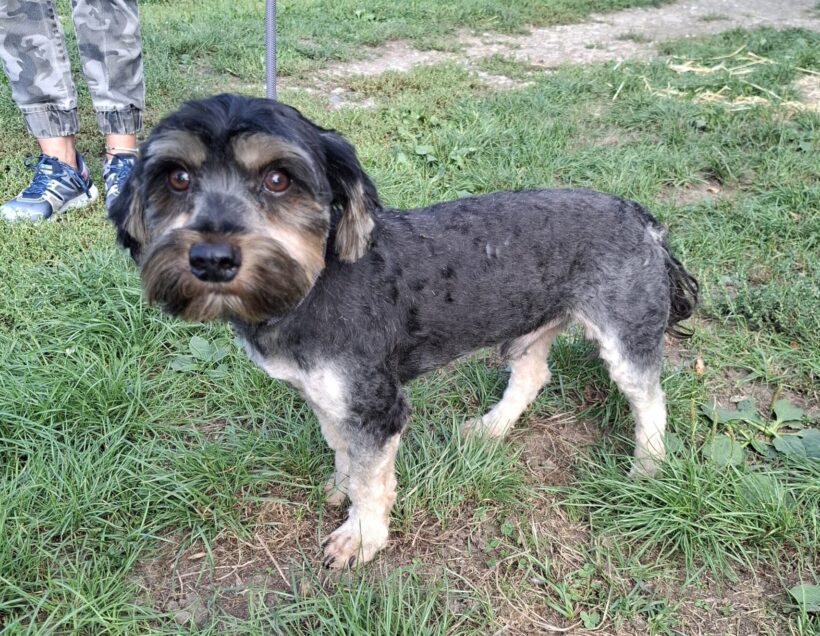 Domi 2 +++vermittelt an Nothilfe für Hunde in Österreich ♥