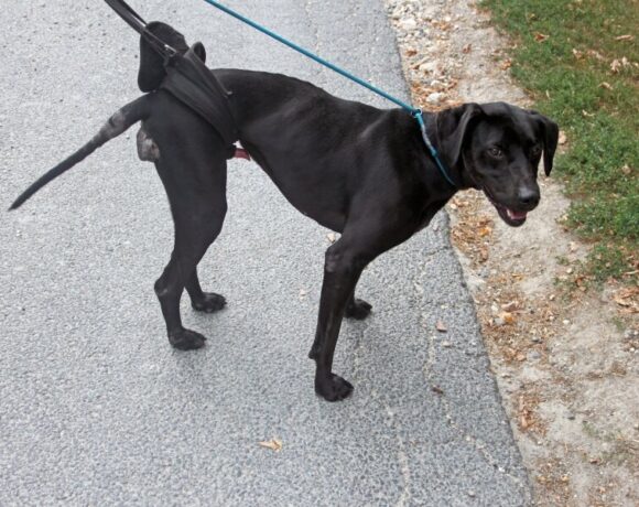 REX 9+++AKUTER NOTFALL+++  ♥ zieht am 21.02.2025 auf Pflegestelle in 54568 Gerolstein ♥ Wir brauchen dringend Spenden für seine weitere Behandlung in Deutschland!!