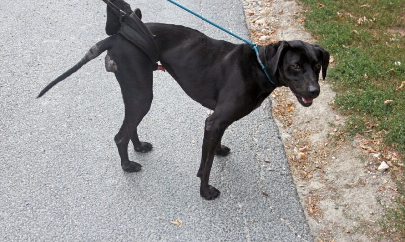 REX 9+++AKUTER NOTFALL+++ Hat gelähmte Hinterbeine :-(