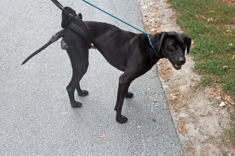 REX 9+++AKUTER NOTFALL+++ Hat gelähmte Hinterbeine :-(