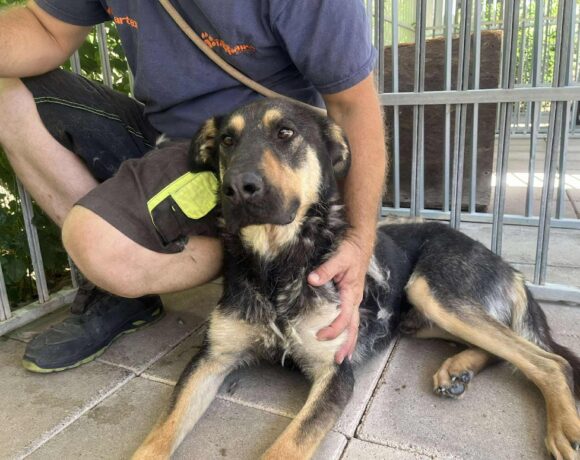 Penge 2 +++vermittelt an das TH Dillenburg RT 18.10.25!!! Sucht Transportpaten!!!