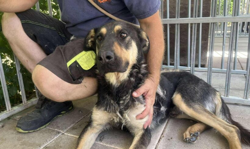 Penge 2 +++vermittelt an das TH Dillenburg RT 18.10.25!!! Sucht Transportpaten!!!