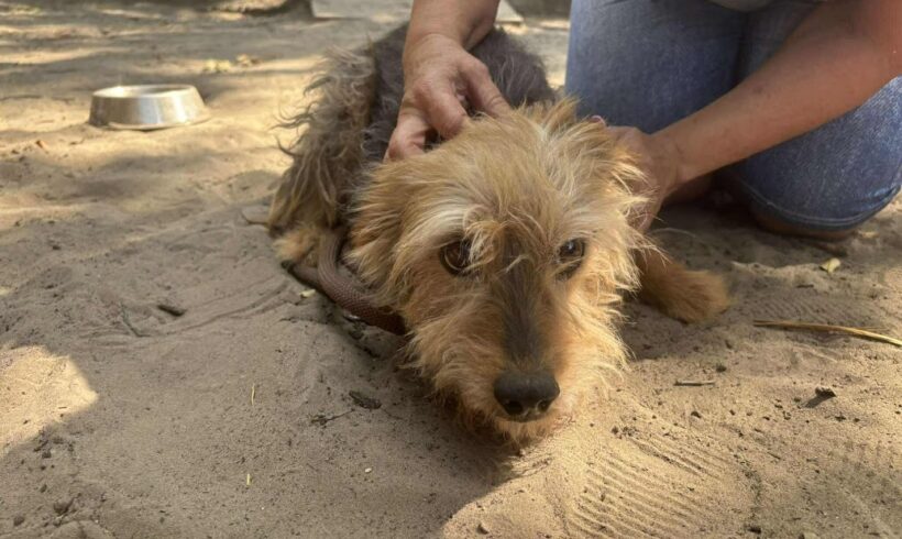 Muci ♥ vermittelt ♥