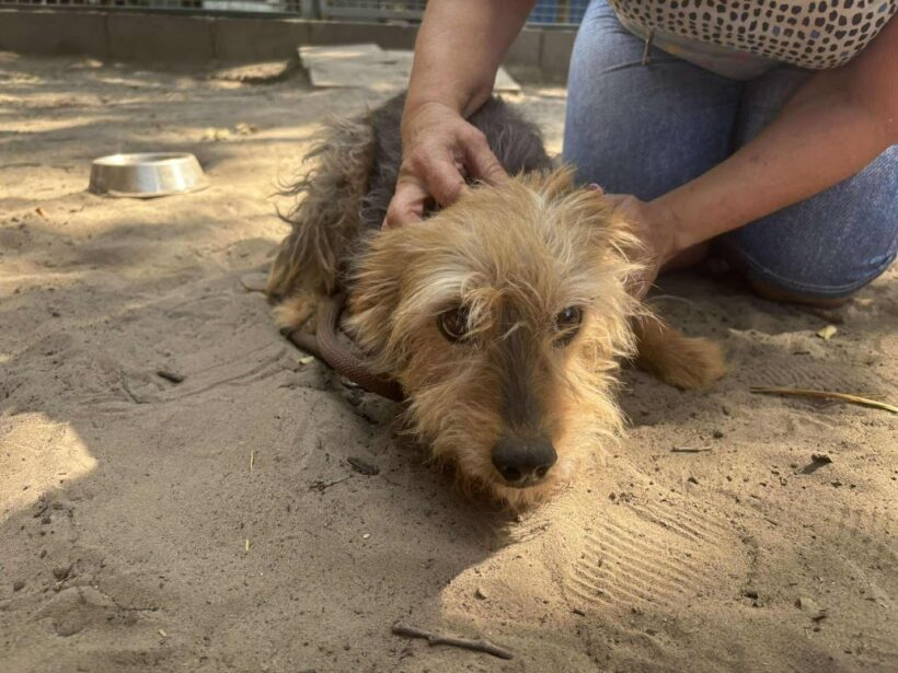 Muci ♥ vermittelt ♥