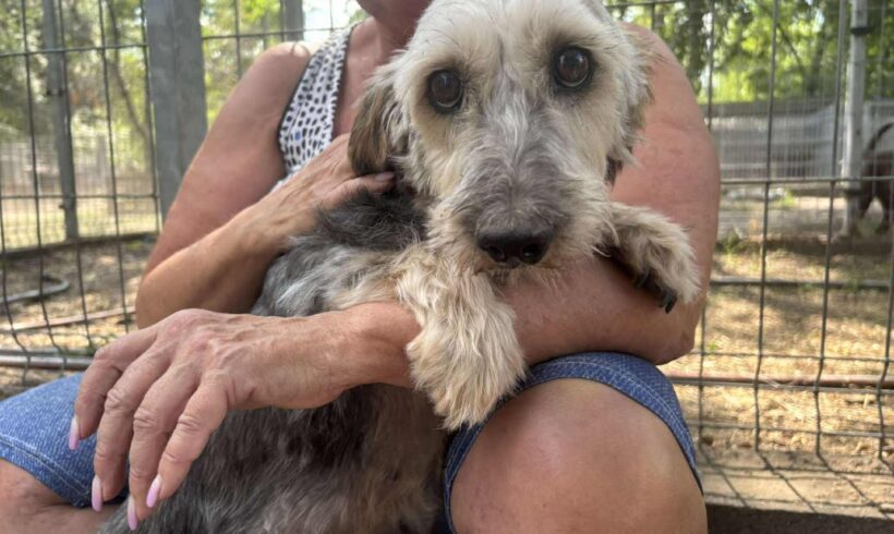 Gyöngyike ♥ vermittelt an Nothilfe für Hunde in Österreich ♥