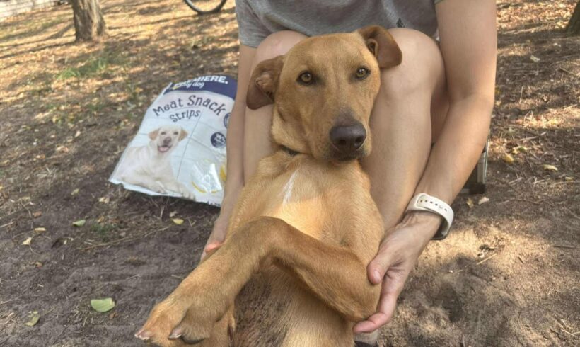 Chaplin 2 ♥ vermittelt an Nothilfe für Hunde in Österreich ♥