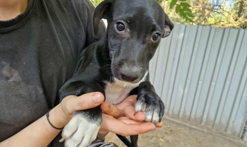 Falank ♥ vermittelt in Ungarn ♥