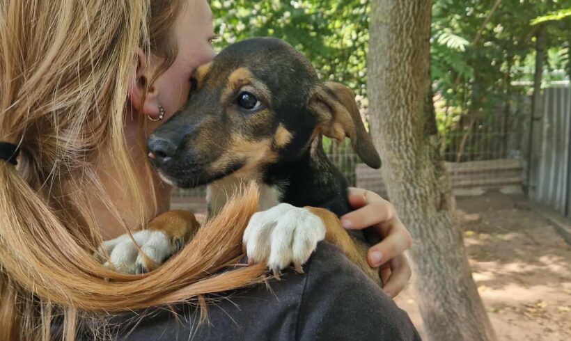 Füzi 2 ♥ vermittelt ♥