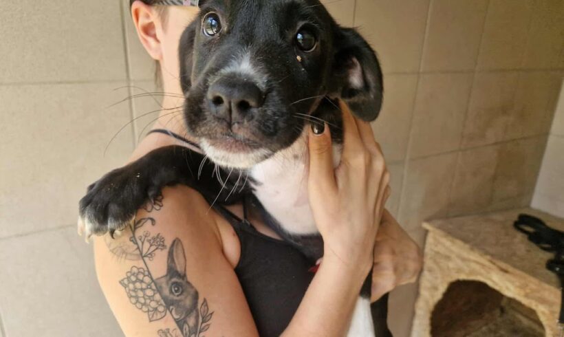 Fiti ♥ Auf Pflegestelle in 66773 Hülzweiler ♥ vermittelt ♥