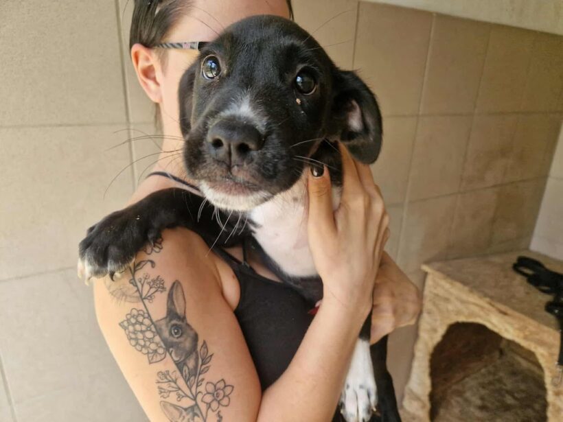 Fiti ♥ Auf Pflegestelle in 66773 Hülzweiler ♥ vermittelt ♥ Fiti ♥ Auf Pflegestelle in 66773 Hülzweiler ♥ vermittelt ♥