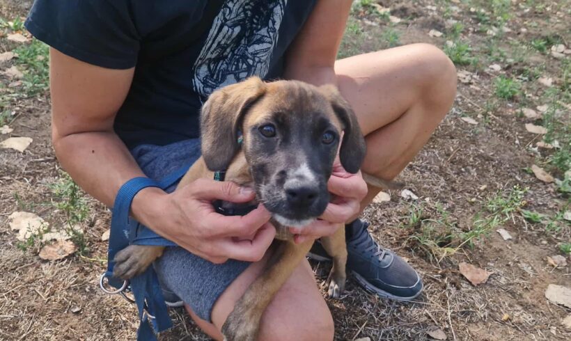 Frida 4 ♥ zieht am 15.11. auf Pflegestelle nach 91056 Erlangen ♥ vorreserviert ♥