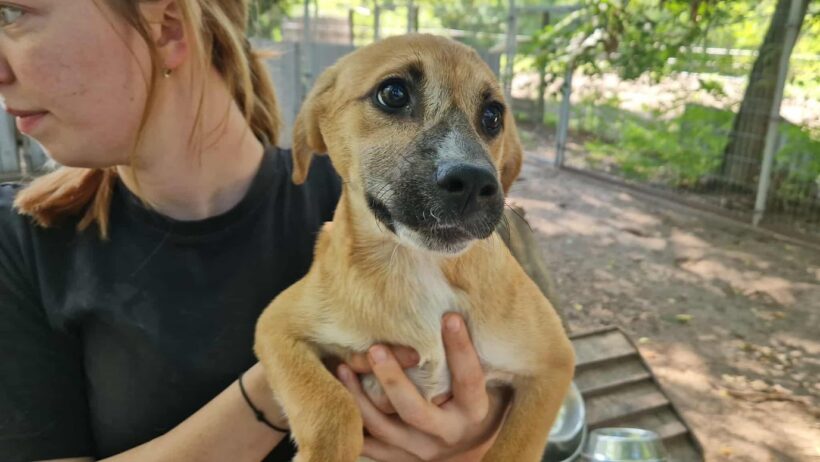 Fortuna – vermittelt in Ungarn –