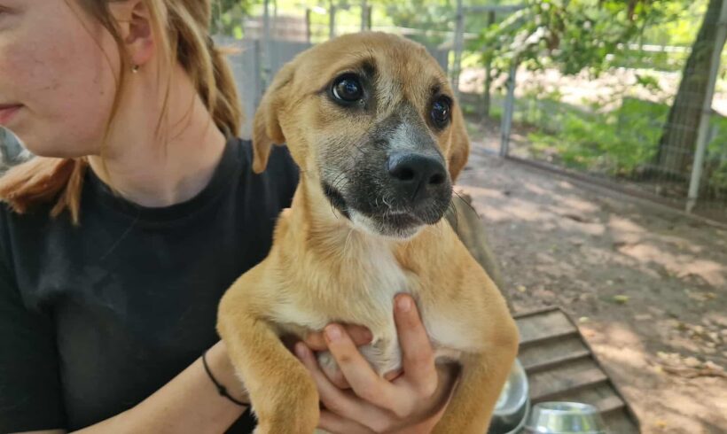 Fortuna – vermittelt in Ungarn –