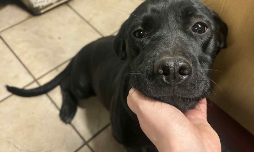 Bruno 10 ♥ vermittelt ♥