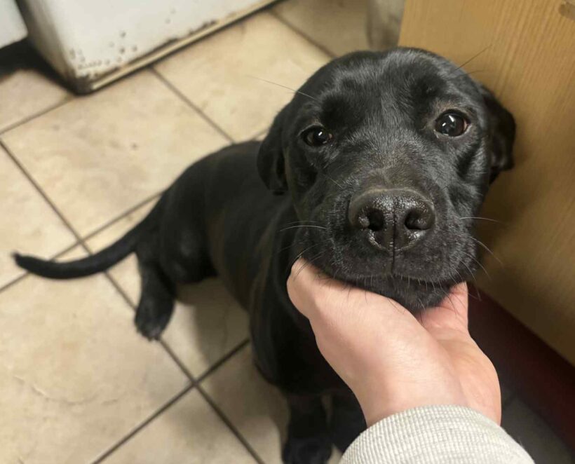 Bruno 10 ♥ vermittelt ♥