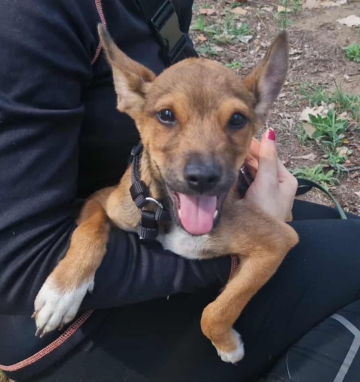 Frenki – vermittelt ♥ Frenki – vermittelt ♥