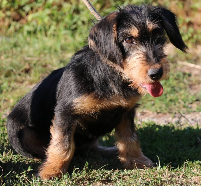 Csikasz +++wieder vorreserviert+++