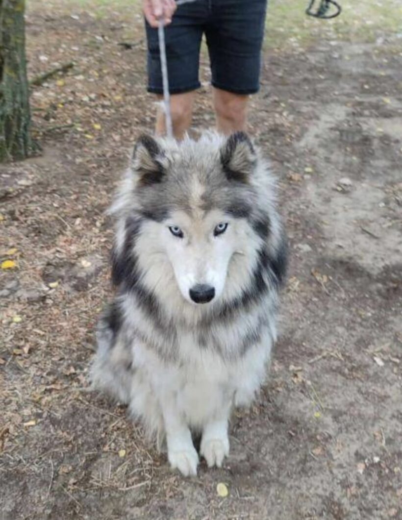 Boston ♥ vermittelt an Nothilfe für Hunde in Ö ♥ Boston ♥ vermittelt an Nothilfe für Hunde in Ö ♥