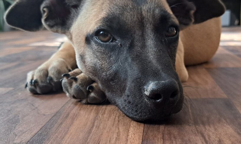 Konor 3 +++darf bei seiner PS in Ungarn bleiben+++