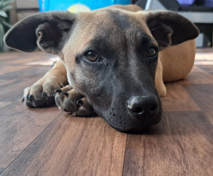 Konor 3 +++darf bei seiner PS in Ungarn bleiben+++