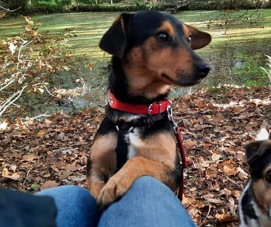 Pudin ♥ seit 18.10. auf Pflegestelle in 21256 Handeloh ♥+++katzenverträglich+++ vermittelt ♥