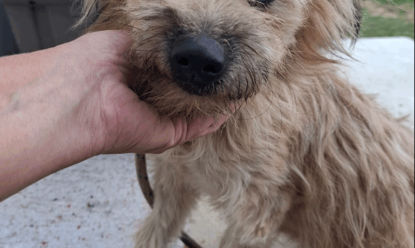 Milo 2 +++katzenfreundlich+++vermittelt – wurde in Ungarn abgeholt+++