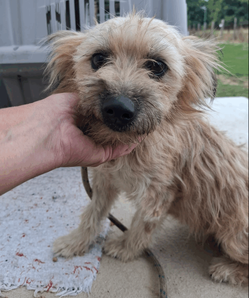 Milo 2 +++katzenfreundlich+++vermittelt – wurde in Ungarn abgeholt+++
