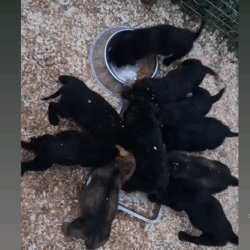 Die Situation im Tierheim Bogancs – Zalaegerszeg ist aktuell so schlimm wie noch nie :-( sagt die Tierheimleiterin!