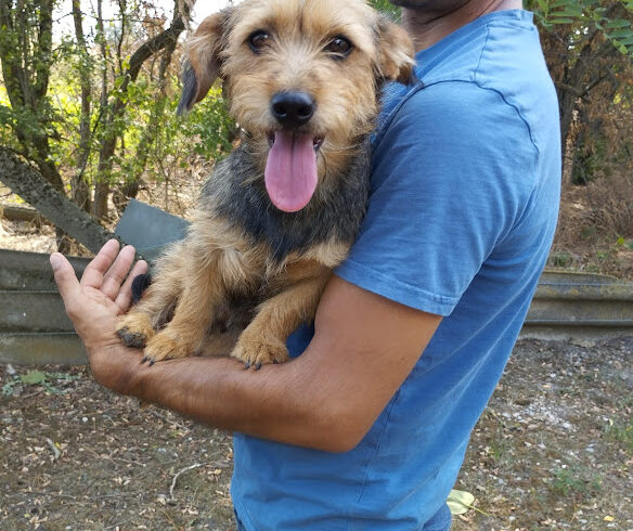 Dio 5 ♥ wir würden sie gerne wenigstens zeitgleich mit Datolya  vermitteln ♥ zusammen vermittelt ♥