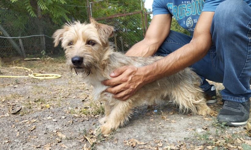 Datolya 3 ♥ wir würden ihn gerne wenigstens zeitgleich mit Dio  vermitteln ♥ zusammen vermittelt ♥