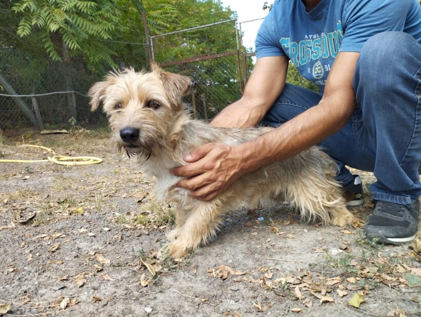 Datolya 3 ♥ wir würden ihn gerne wenigstens zeitgleich mit Dio  vermitteln ♥ zusammen vermittelt ♥