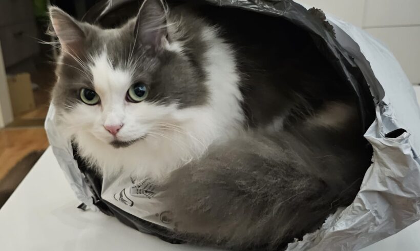 Ellie – eine sibirische Waldkatze muss ihre Familie verlassen – aktuell in 95463 Bindlach bei Bayreuth/Ofr. +++RESERVIERT+++