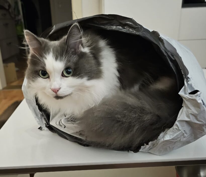 Ellie – eine sibirische Waldkatze muss ihre Familie verlassen – aktuell in 95463 Bindlach bei Bayreuth/Ofr. +++RESERVIERT+++ Ellie – eine sibirische Waldkatze muss ihre Familie verlassen – aktuell in 95463 Bindlach bei Bayreuth/Ofr. +++RESERVIERT+++