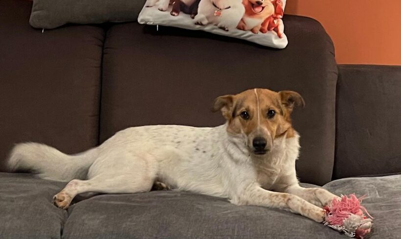 Luca ♥ Auf Pflegestelle in 26209 Hatten ♥ vermittelt ♥