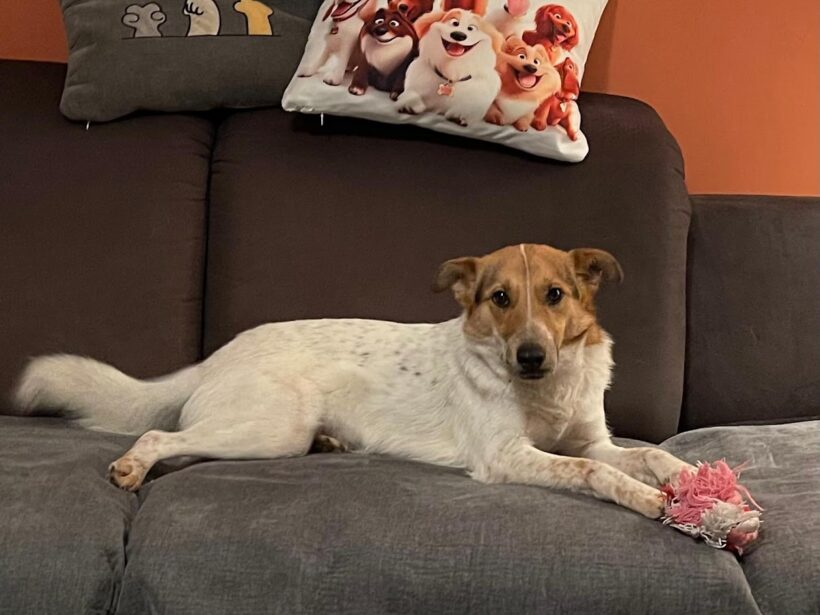 Luca ♥ Auf Pflegestelle in 26209 Hatten ♥ vermittelt ♥