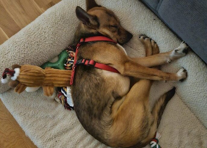 Frenki ♥ momentan noch in 57635 Weyerbusch ♥ muss sein Zuhause verlassen… vermittelt ♥