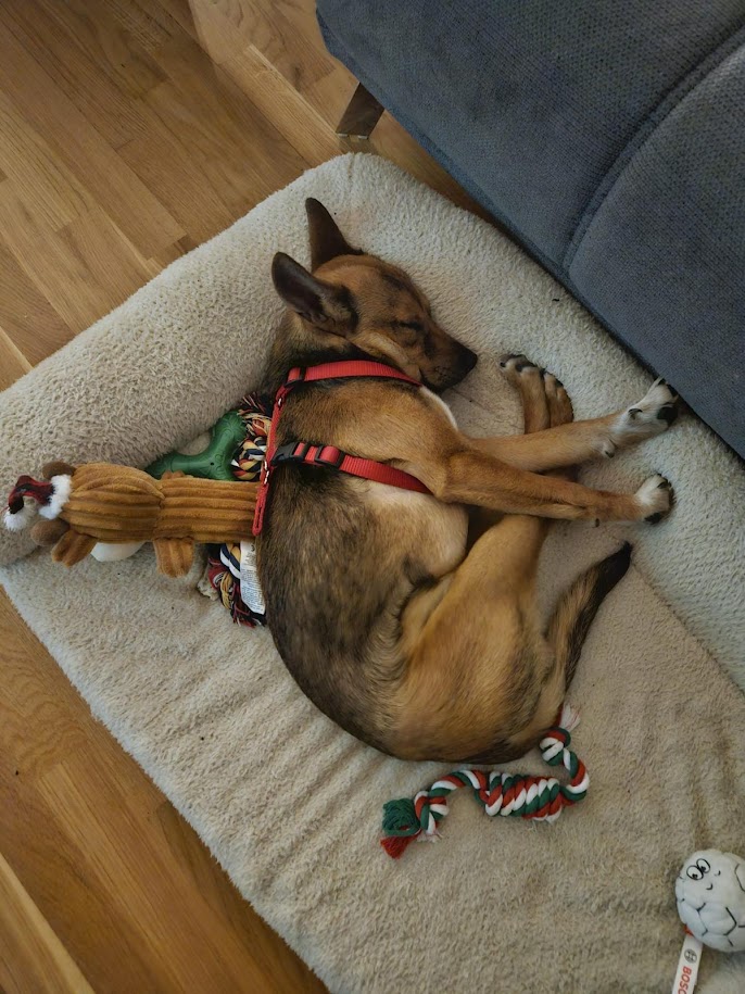 Frenki ♥ momentan noch in 57635 Weyerbusch ♥ muss sein Zuhause verlassen… vermittelt ♥ Frenki ♥ momentan noch in 57635 Weyerbusch ♥ muss sein Zuhause verlassen… vermittelt ♥