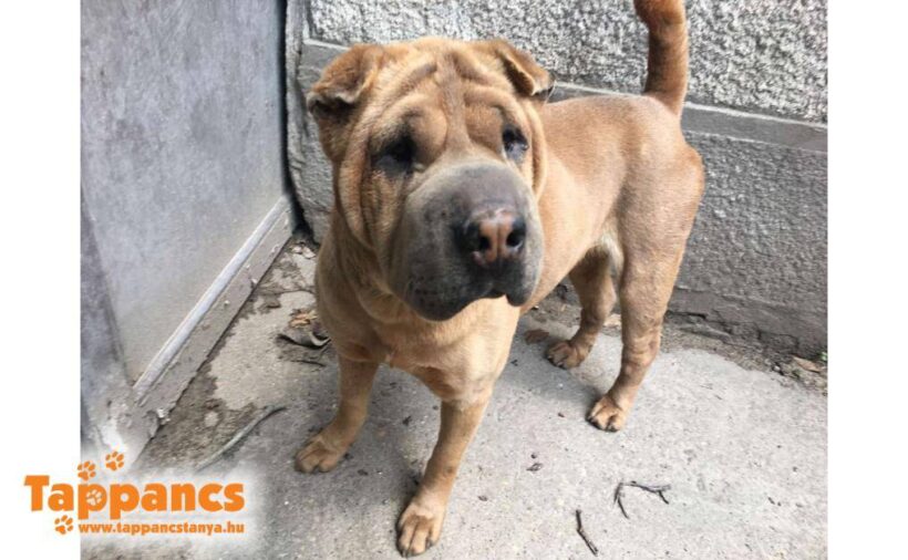 Dorci 2 ♥ vermittelt in die Schweiz ♥ Dorci 2 ♥ vermittelt in die Schweiz ♥