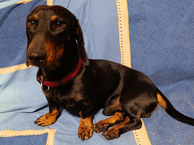 Zscherbo +++vermittelt+++