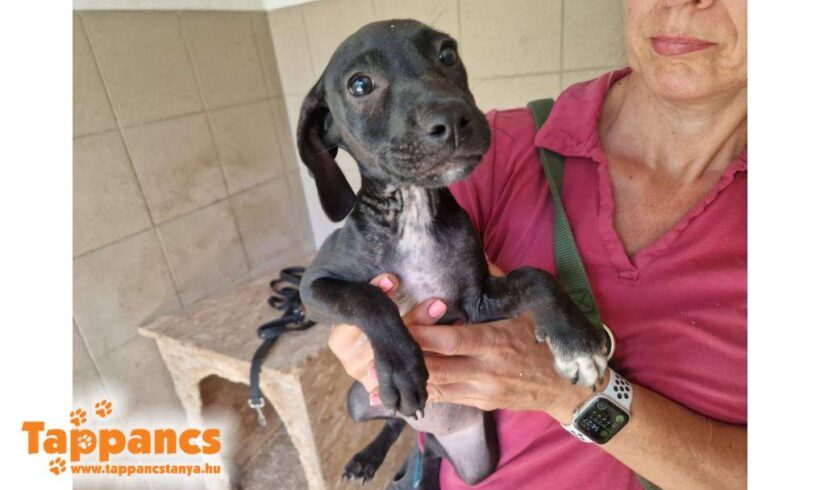 Fatima 2 ♥ zieht am 15.11. auf Pflegestelle nach 66773 Hülzweiler ♥ vermittelt ♥