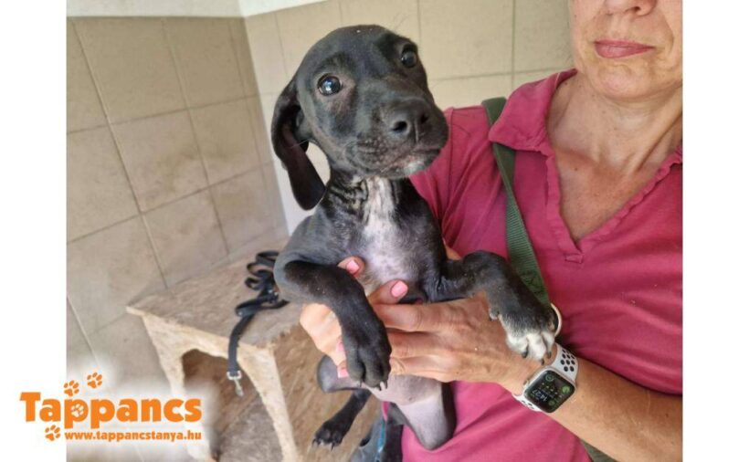 Fatima 2 ♥ zieht am 15.11. auf Pflegestelle nach 66773 Hülzweiler ♥ vermittelt ♥ Fatima 2 ♥ zieht am 15.11. auf Pflegestelle nach 66773 Hülzweiler ♥ vermittelt ♥